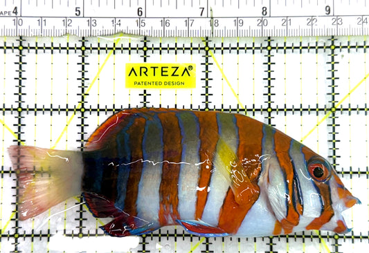 Harlequin Tuskfish HT082603 WYSIWYG Size: XL 5.5"approx