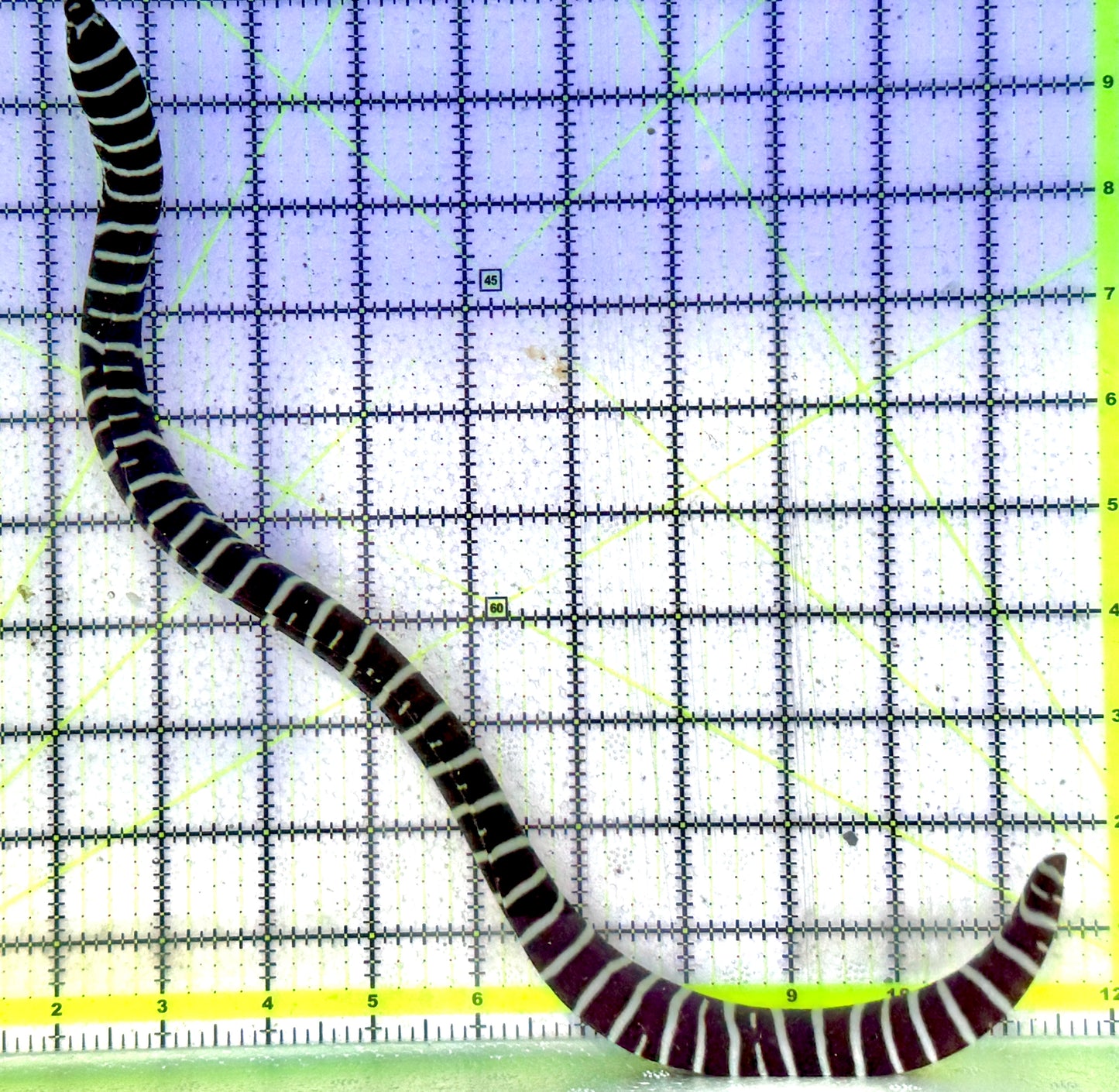Zebra Moray Eel ZME060801 WYSIWYG Size: L 15" (Somewhat Thick in Diameter)