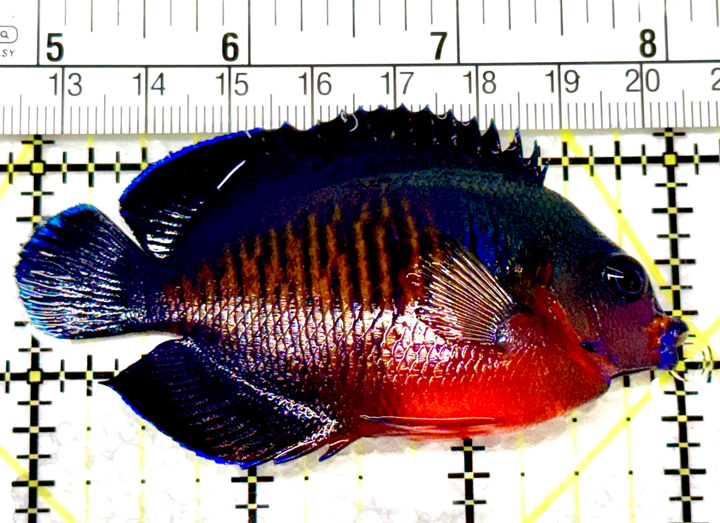 Coral Beauty Angelfish CBA080301 WYSIWYG Size: ML 3"