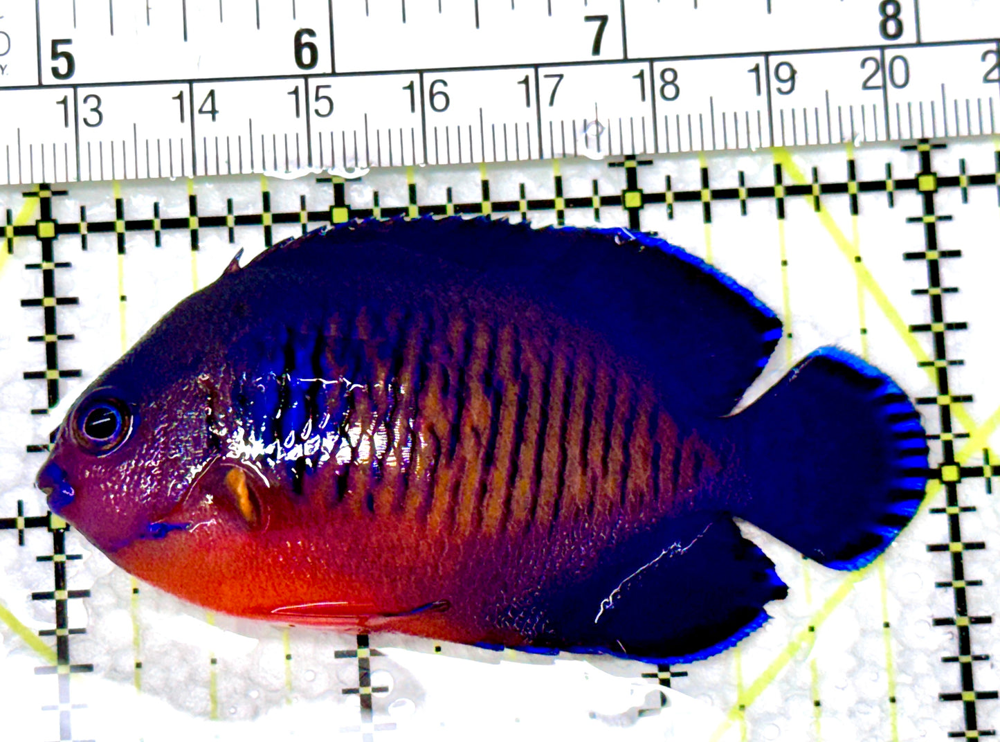 Coral Beauty Angelfish CBA080302 WYSIWYG Size: ML 3"