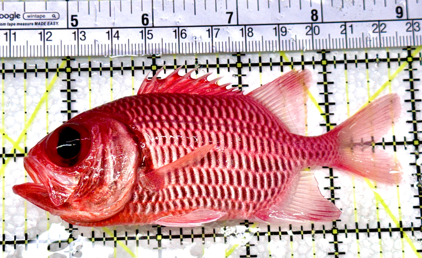 Red Soldier Fish RSF080302 WYSIWYG Size: L 4.5"