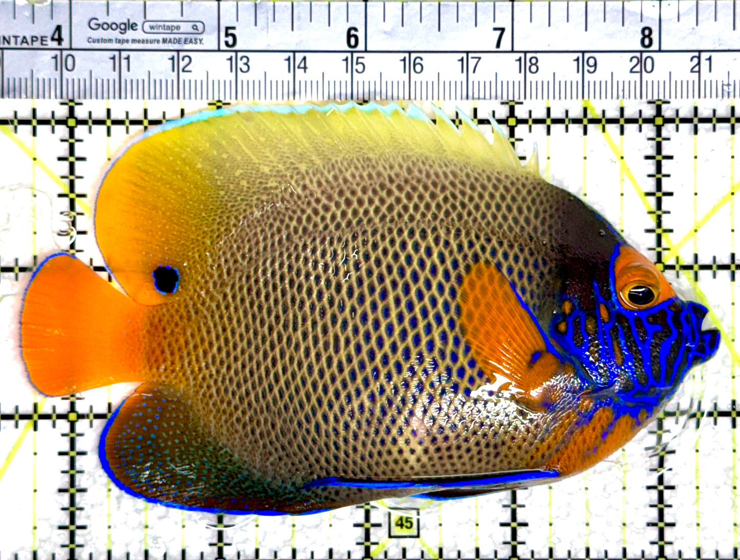 Blueface Angelfish Adult (Sumatra Vibrant Colors) BAA080303 WYSIWYG Size: L 4.75"