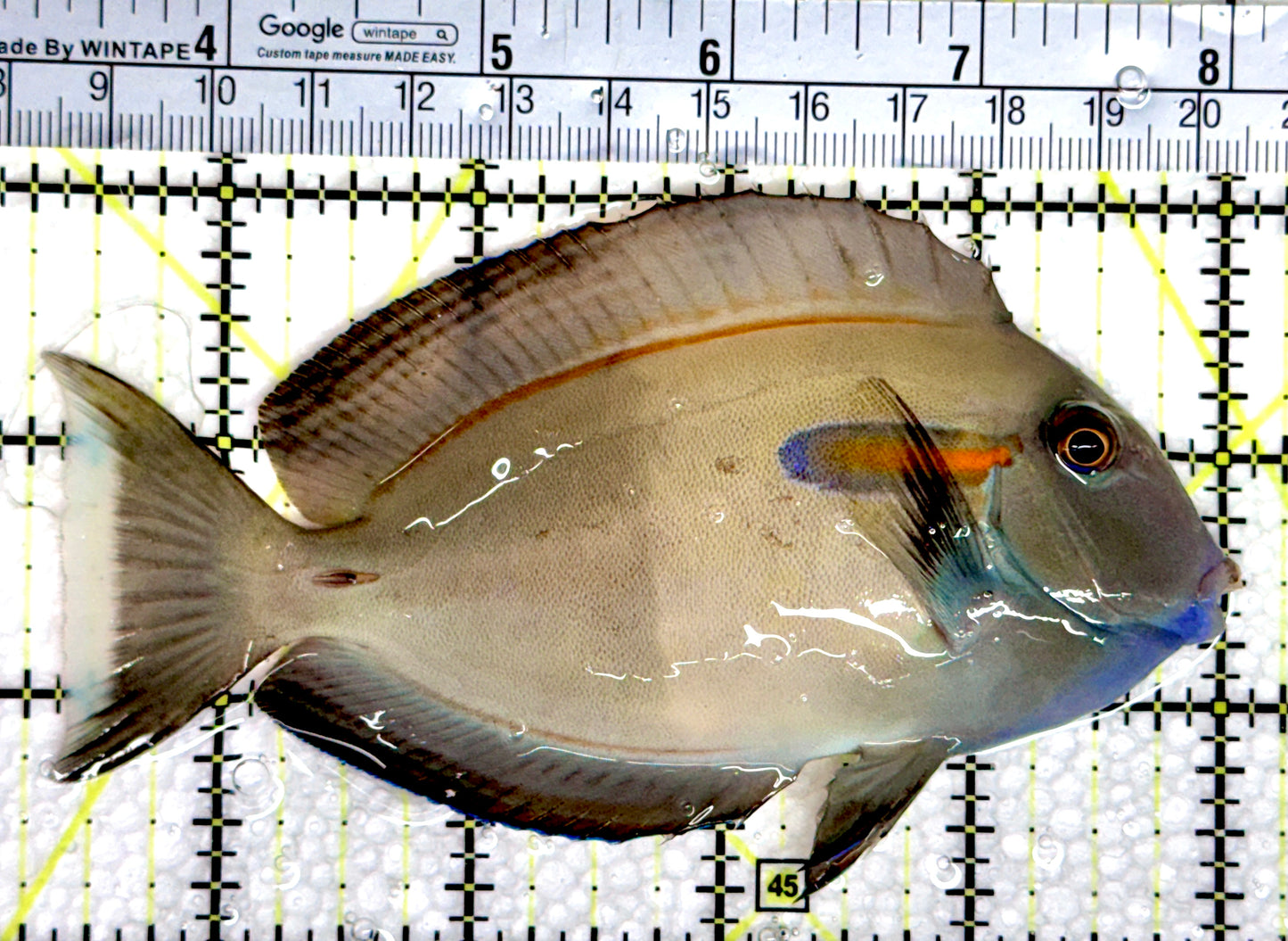 Orange Shoulder Tang OST080301 WYSIWYG Size: M Adult: 4.75"
