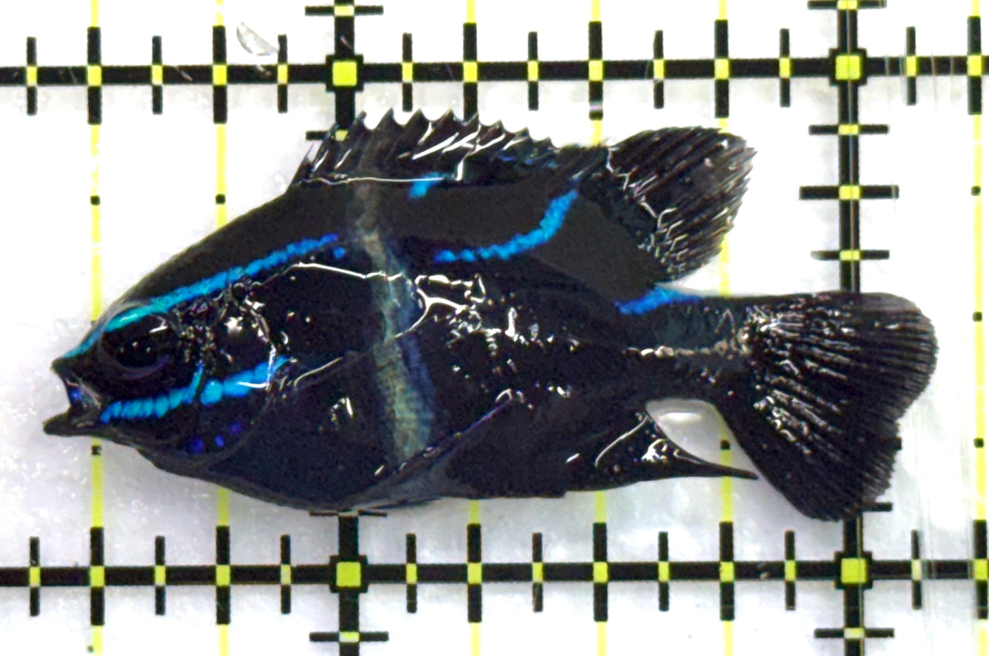 Velvet Damsel VD082601 WYSIWYG Size: S 1.75" approx