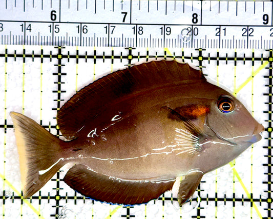 Orange Shoulder Tang OST080302 WYSIWYG Size: S Adult: 3.75"