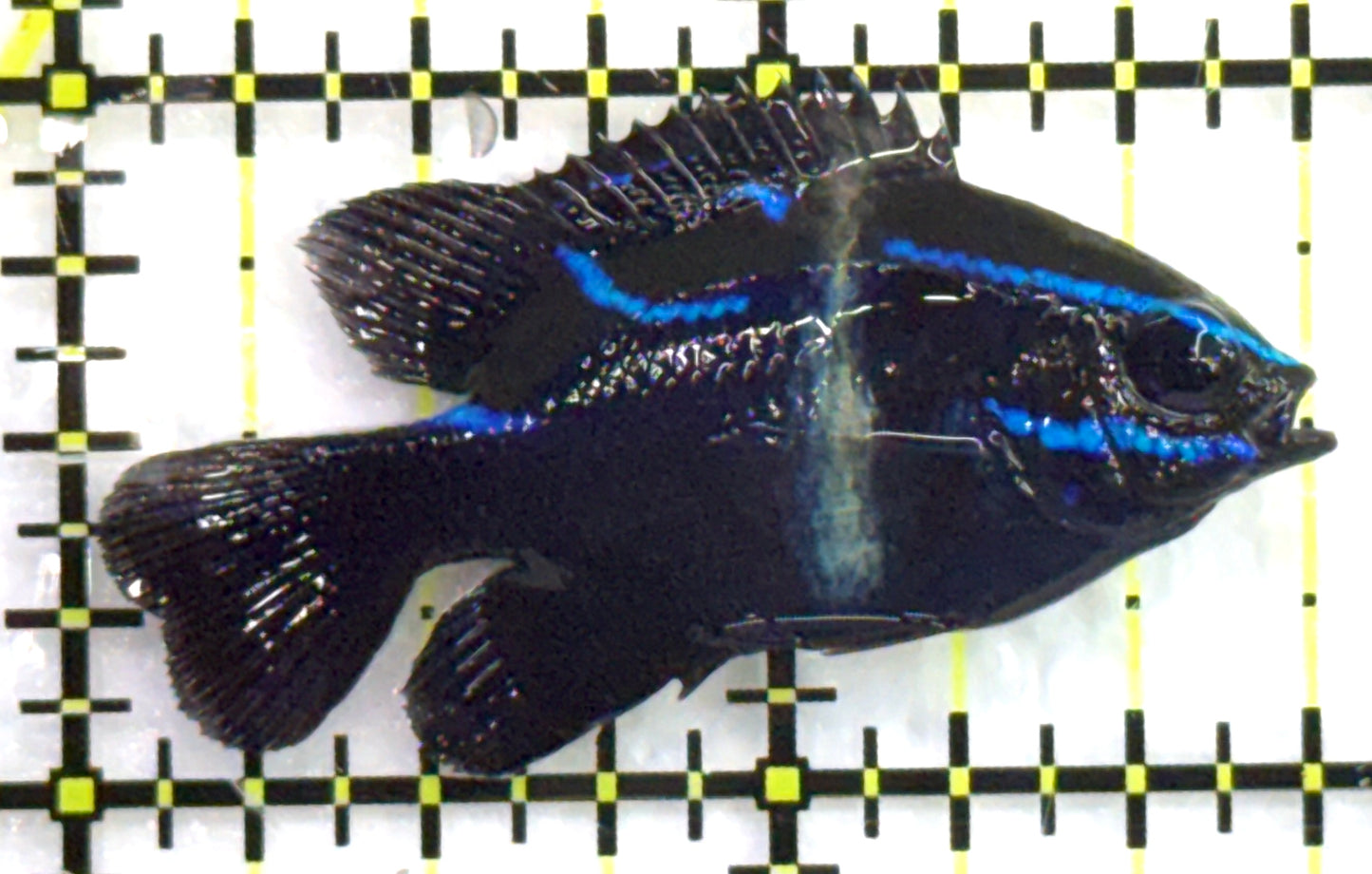 Velvet Damsel VD082601 WYSIWYG Size: S 1.75" approx