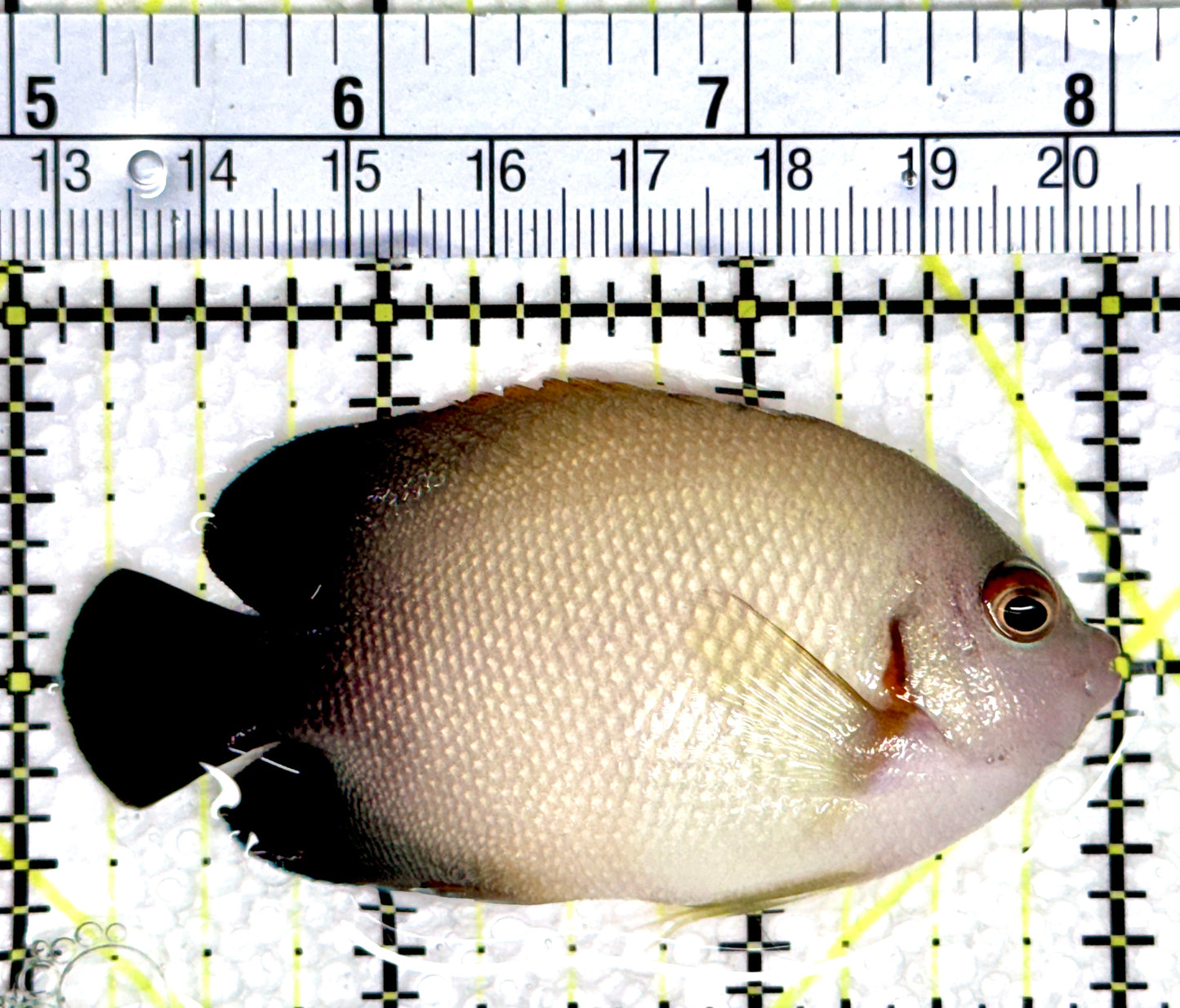 Half Black Vroliki Angelfish HBVA080301 WYSIWYG Size: ML 3"