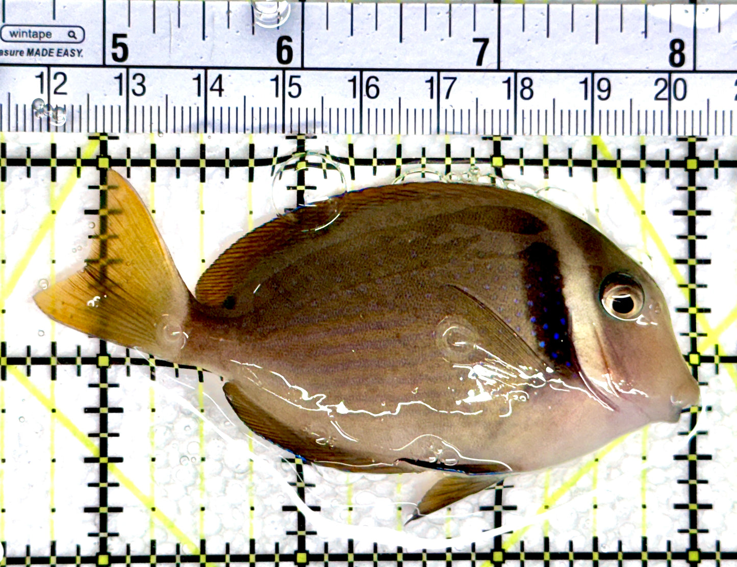 Rare Cebu Vibrant Whitebar Surgeonfish RCVWS080302 WYSIWYG Size: ML 3.5"
