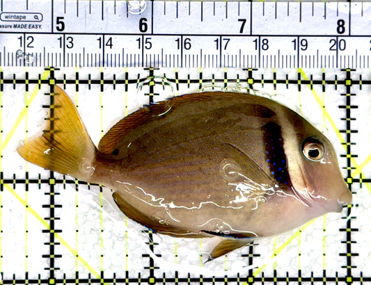 Rare Cebu Vibrant Whitebar Surgeonfish RCVWS080302 WYSIWYG Size: ML 3.5"