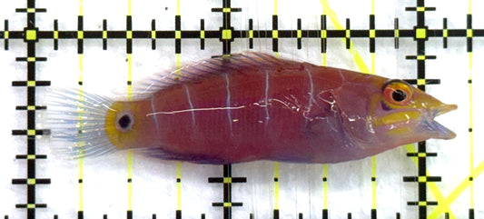 Mystery Wrasse MW082601 WYSIWYG Size: XL 2.25" approx