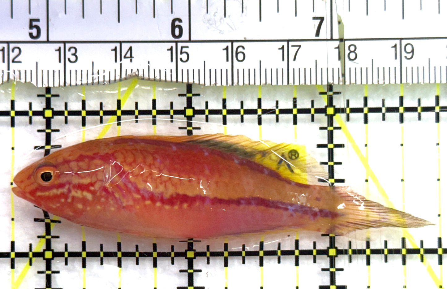 Pintail Fairy Wrasse PFW082602 WYSIWYG Size: XL 3" approx