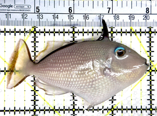 Female Blue Throat Triggerfish (Reefsafe) FBTT080302 WYSIWYG Size: ML 3.75"