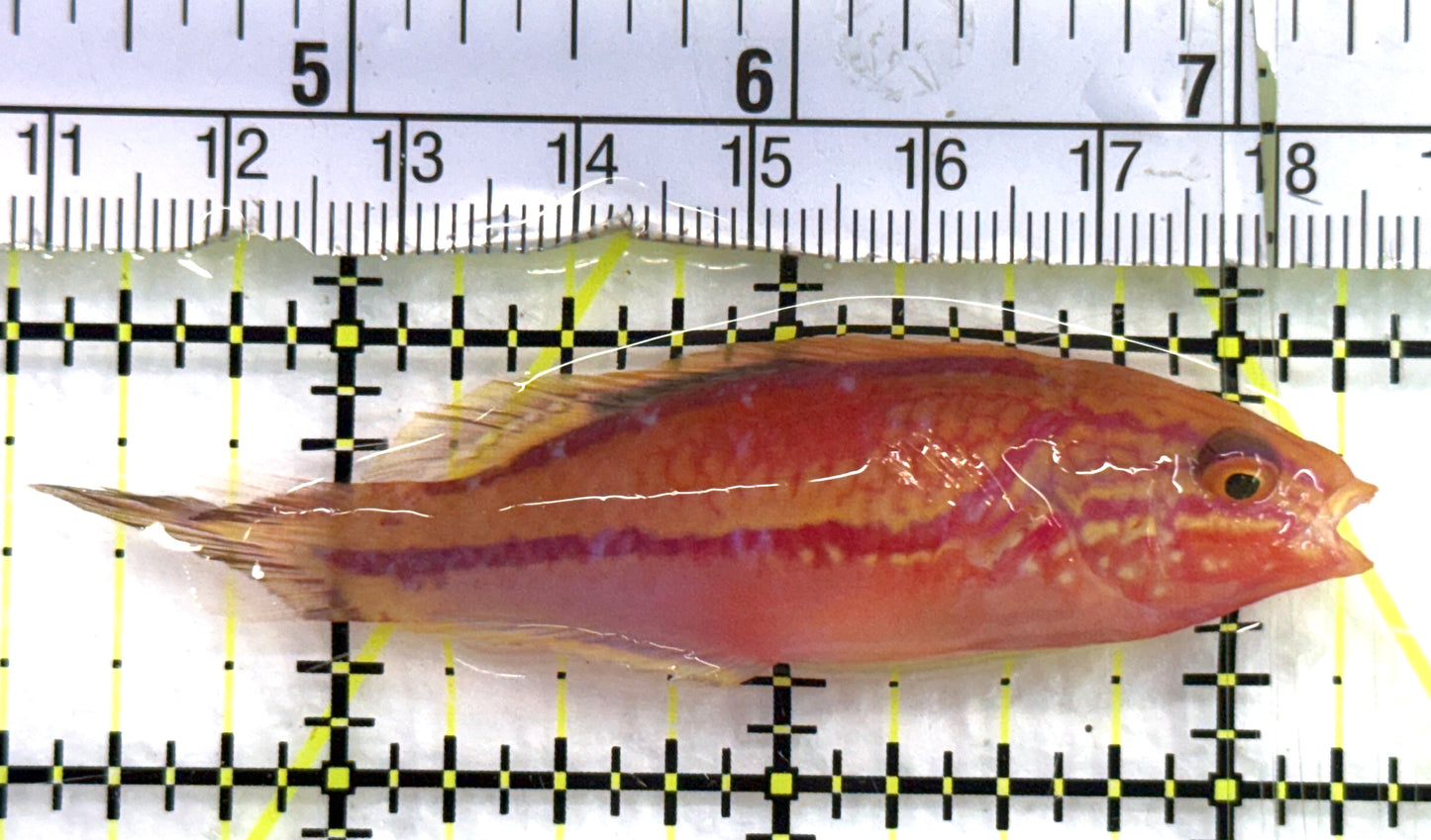 Pintail Fairy Wrasse PFW082602 WYSIWYG Size: XL 3" approx