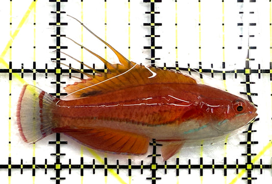 Carpenter's Flasher Wrasse CFW082601 WYSIWYG Size: L 2.5" approx