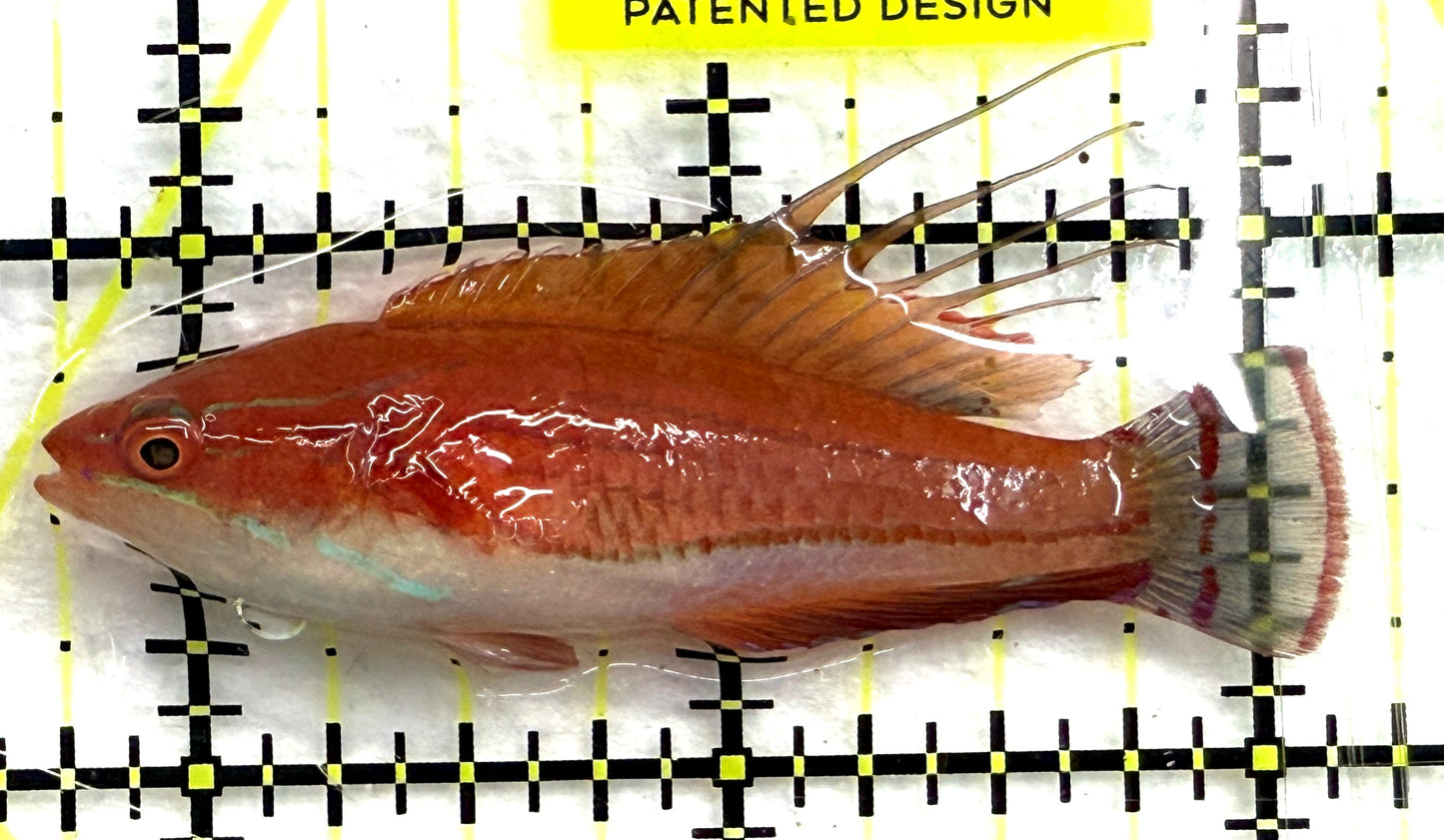 Carpenter's Flasher Wrasse CFW082601 WYSIWYG Size: L 2.5" approx