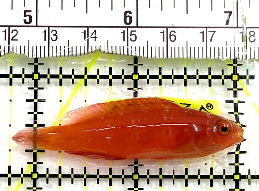 Magma Fairy Wrasse MFW082601 WYSIWYG Size: SHOW 2.25" approx