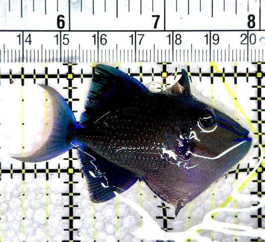 Niger Triggerfish NT080301 WYSIWYG Size: SM 2.5"