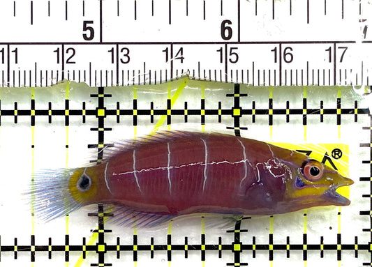 Mystery Wrasse MW082602 WYSIWYG Size: XL 2.25" approx