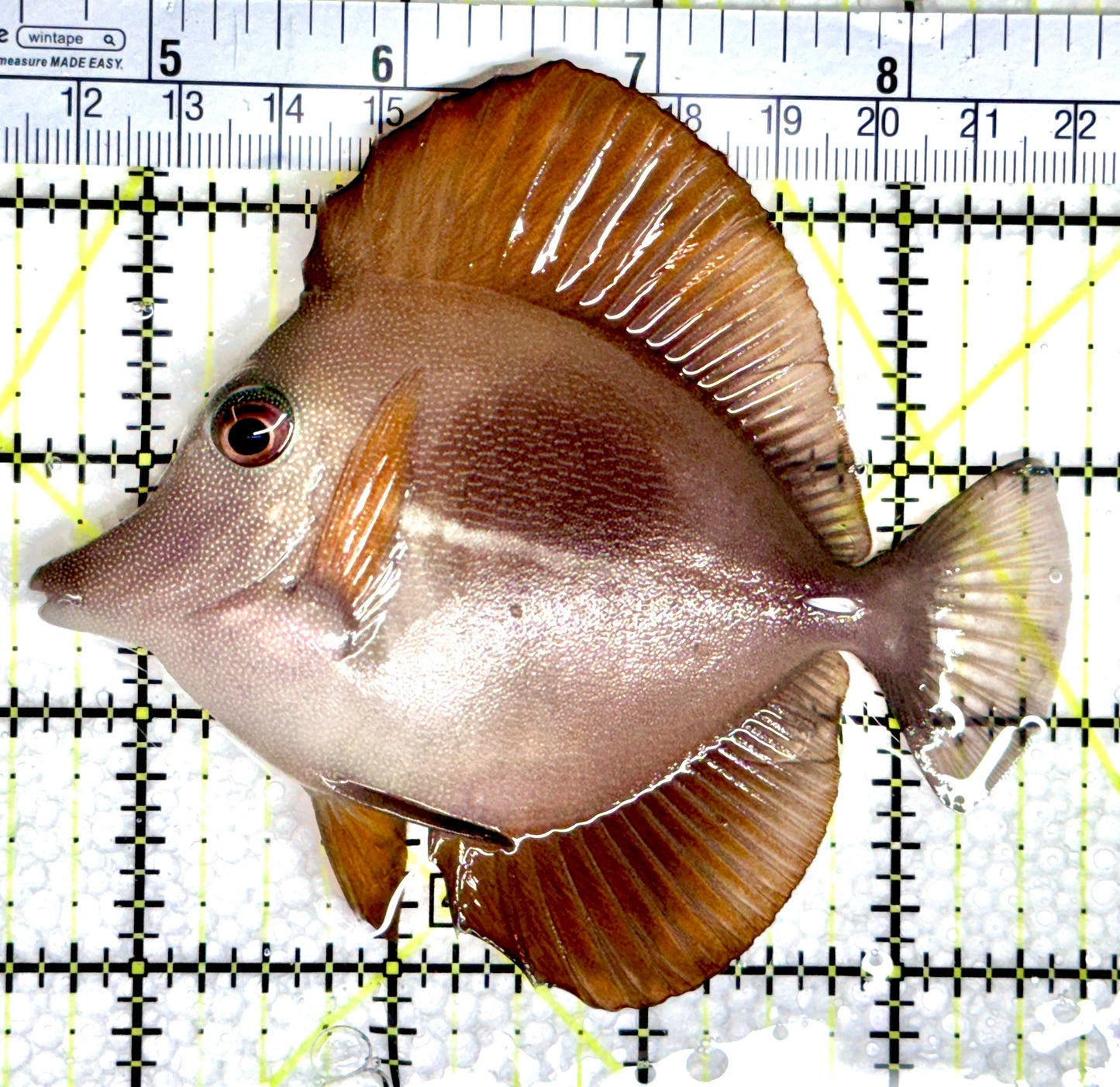 Rare Hybrid Yellow (Hawaiian Yellow Tang x Scopas Tang) Scopas Tang RHYST080302 WYSIWYG Size: XXL 4.25"
