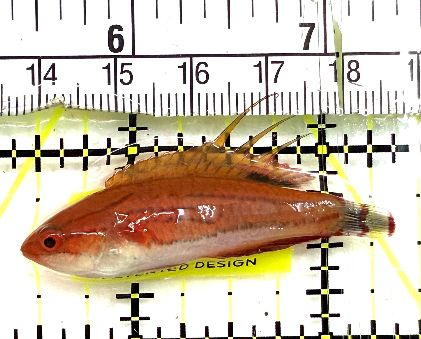 Carpenter's Flasher Wrasse CFW082602 WYSIWYG Size: L 2" approx