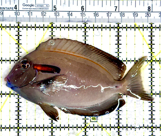 Orange Shoulder Tang OST080303 WYSIWYG Size: M Adult: 4.5"
