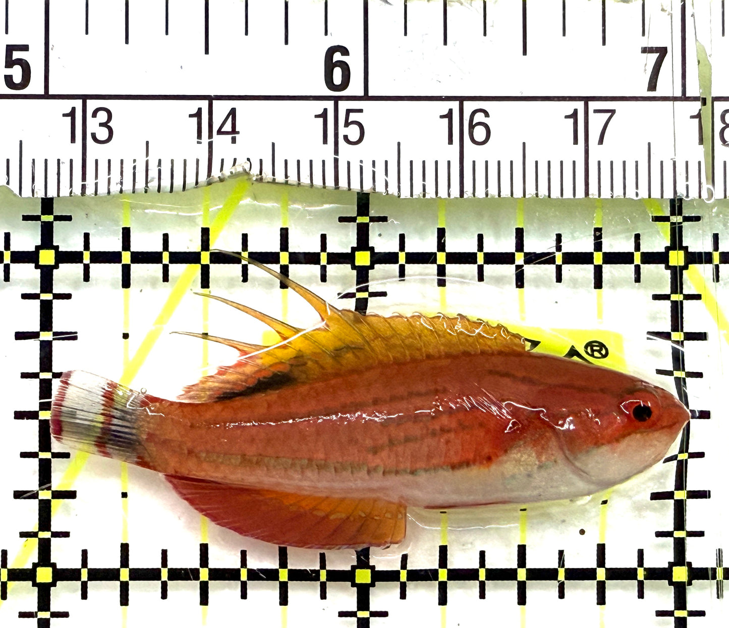 Carpenter's Flasher Wrasse CFW082602 WYSIWYG Size: L 2" approx