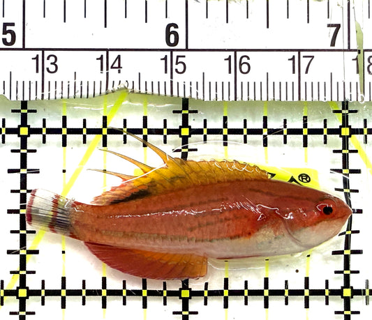 Carpenter's Flasher Wrasse CFW082602 WYSIWYG Size: L 2" approx