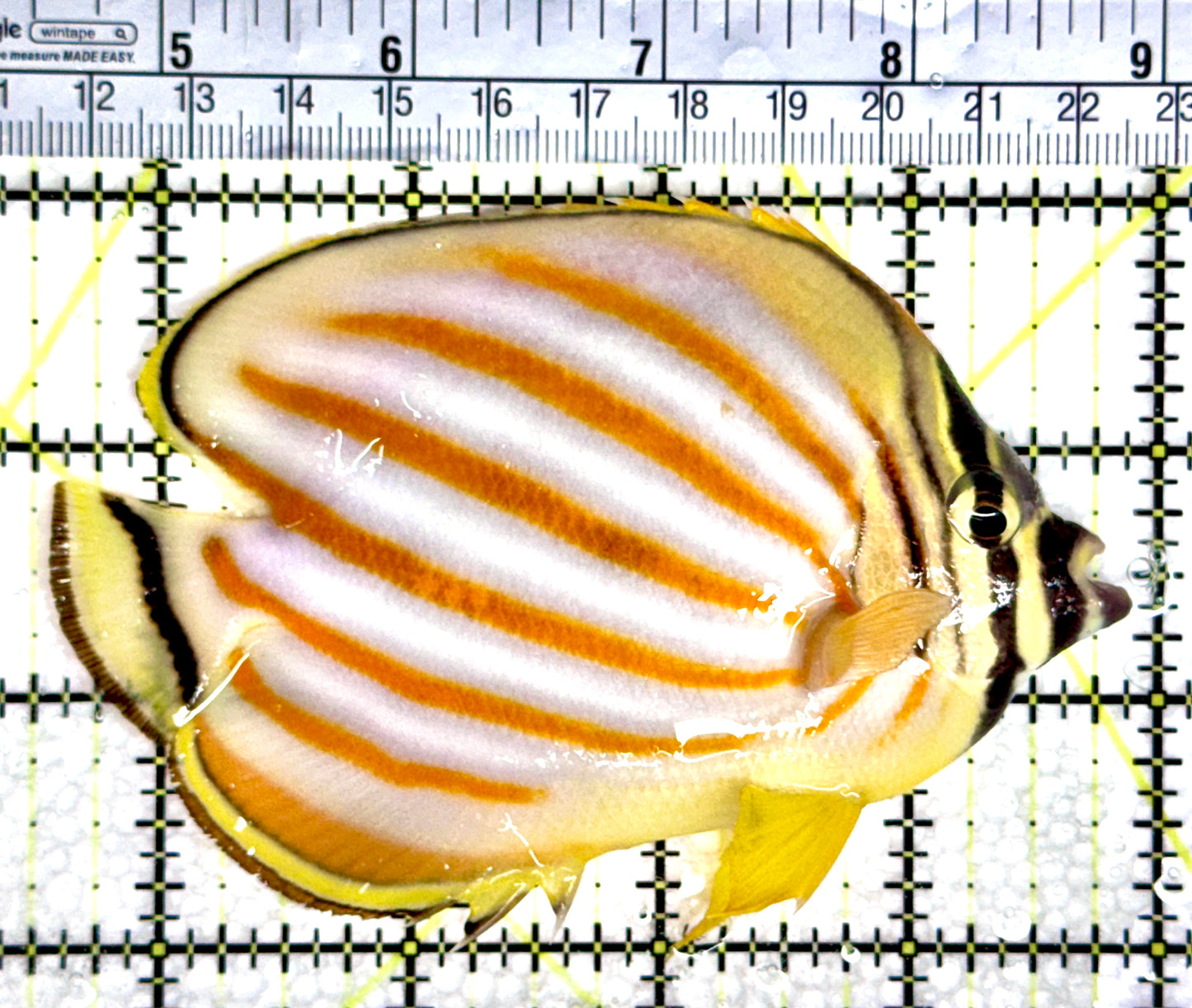 Ornate Butterflyfish OB080301 WYSIWYG Size: XL 4.5"