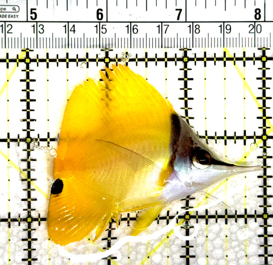 Yellow Longnose Butterflyfish YLB080301 WYSIWYG Size: L 3.25" approx