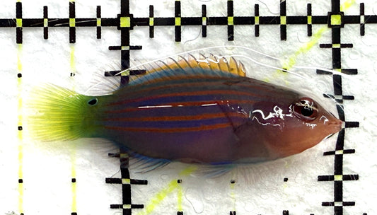 Six Line Wrasse (Phillipines) SLW082601 WYSIWYG Size: M 1.5" approx