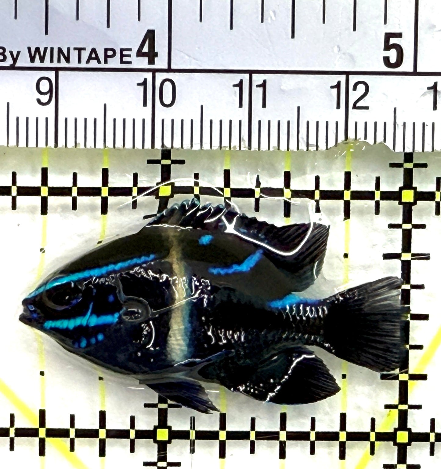 Velvet Damsel VD082602 WYSIWYG Size: S 1.5" approx