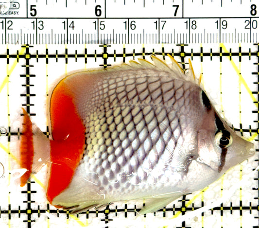 Pearlscale Butterflyfish PB080301 WYSIWYG Size: M 3.25" approx