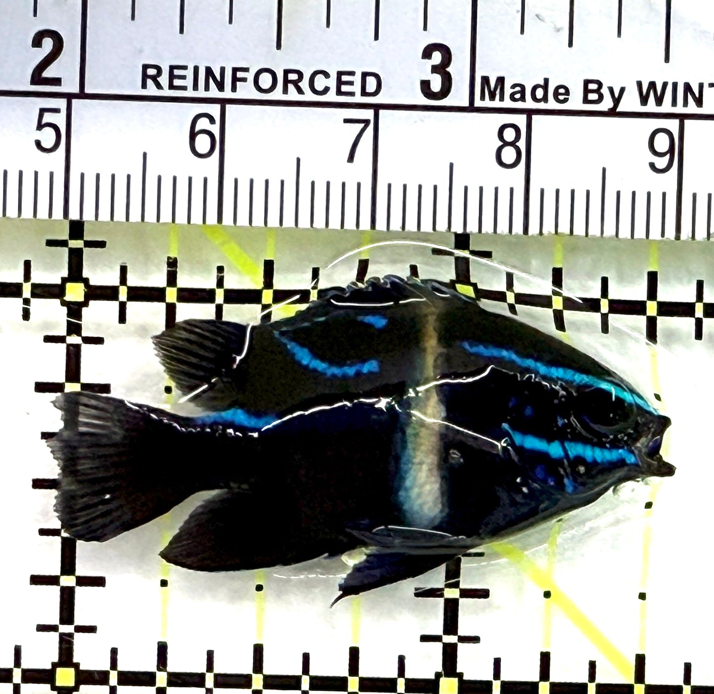 Velvet Damsel VD082602 WYSIWYG Size: S 1.5" approx