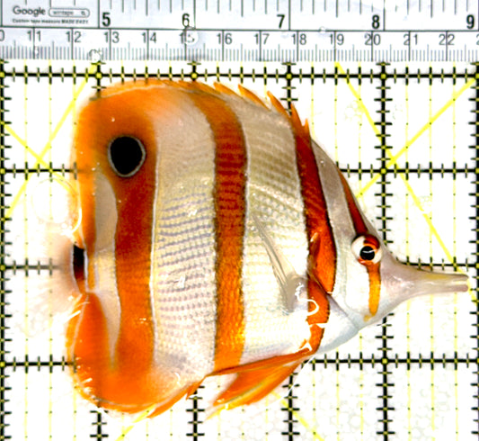 Copperband Butterflyfish CB080301 WYSIWYG Size: XL 5" approx