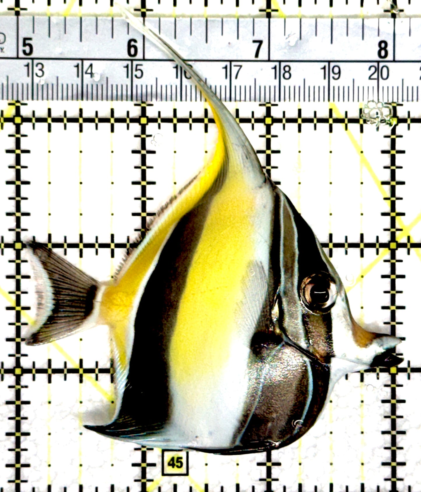 Moorish Idol MI080302 WYSIWYG Size: M 3" approx