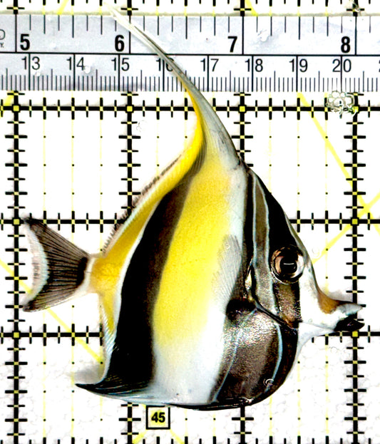 Moorish Idol MI080302 WYSIWYG Size: M 3" approx