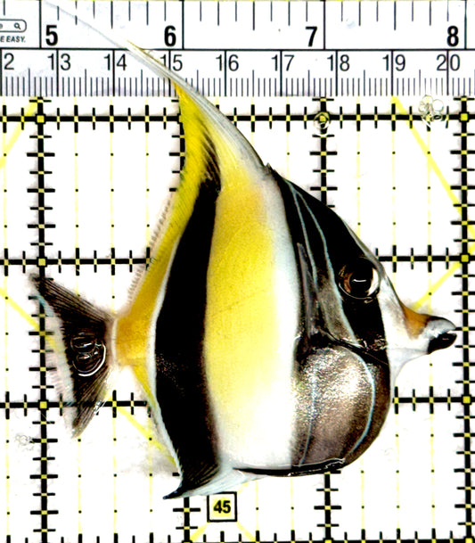 Moorish Idol MI080303 WYSIWYG Size: M 3" approx