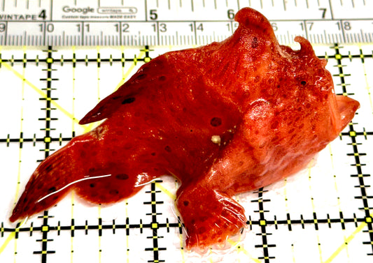 Red Warty Angler RWA080302 WYSIWYG Size: L 3.25" approx