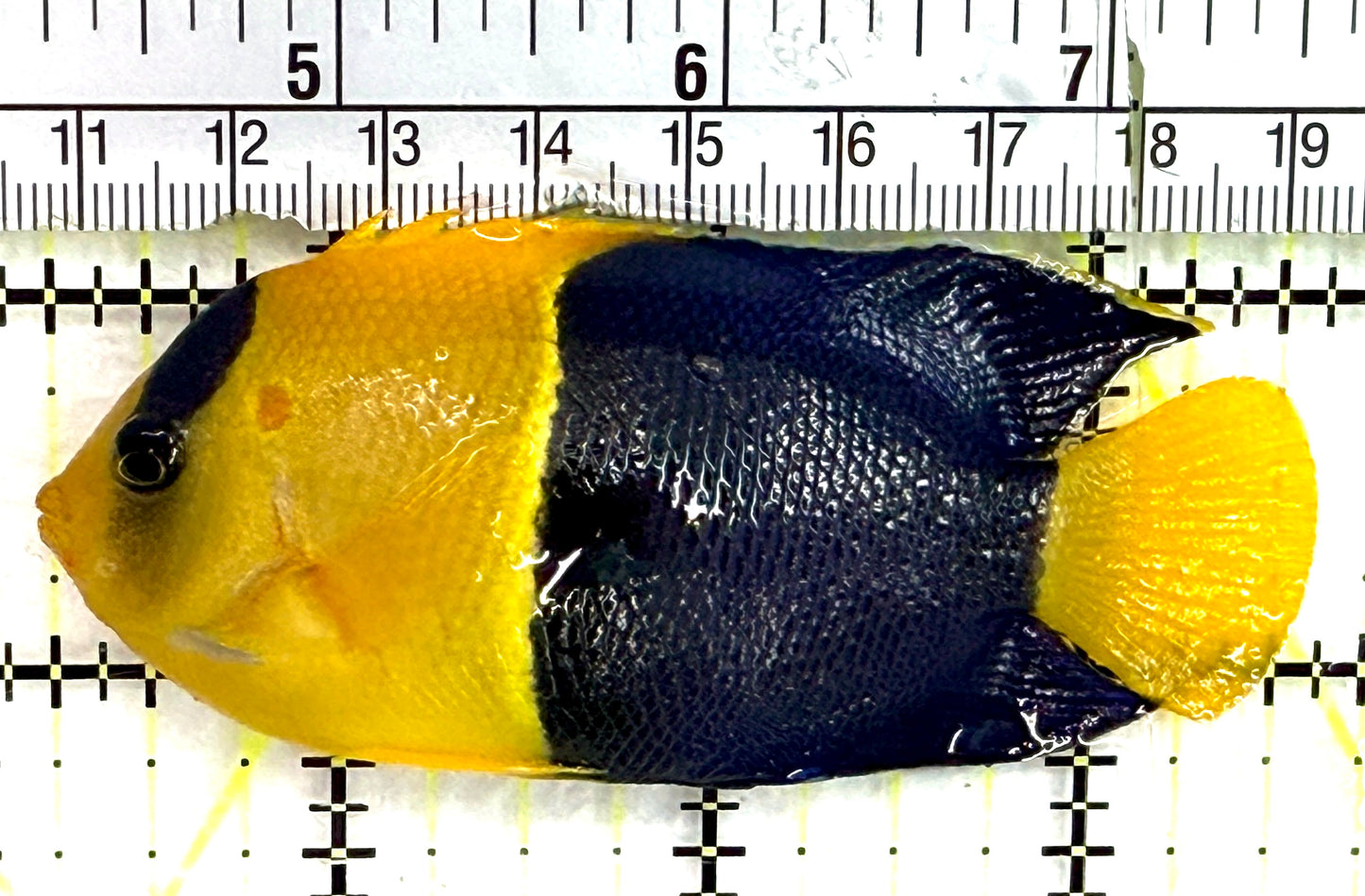 Bicolor Angelfish BA082601 WYSIWYG Size: XL 3.5" approx