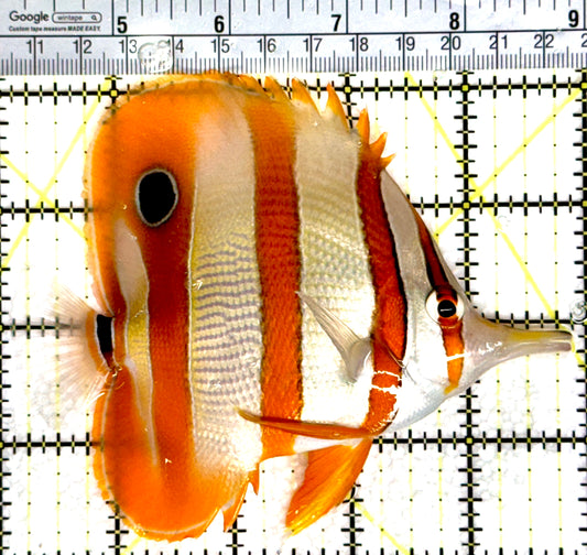 Copperband Butterflyfish CB080302 WYSIWYG Size: XL 5" approx
