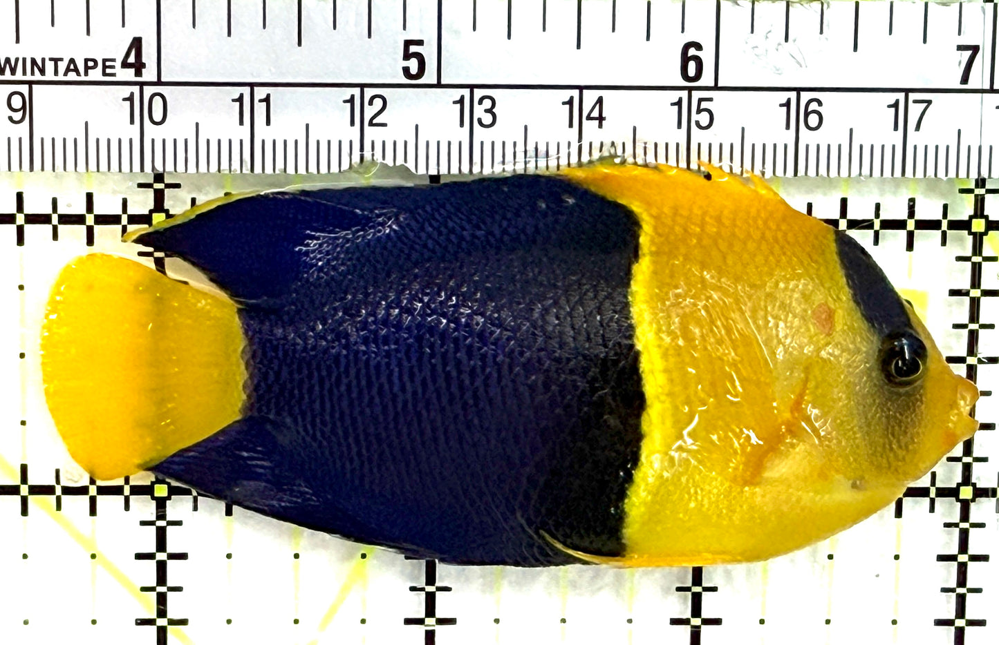 Bicolor Angelfish BA082601 WYSIWYG Size: XL 3.5" approx