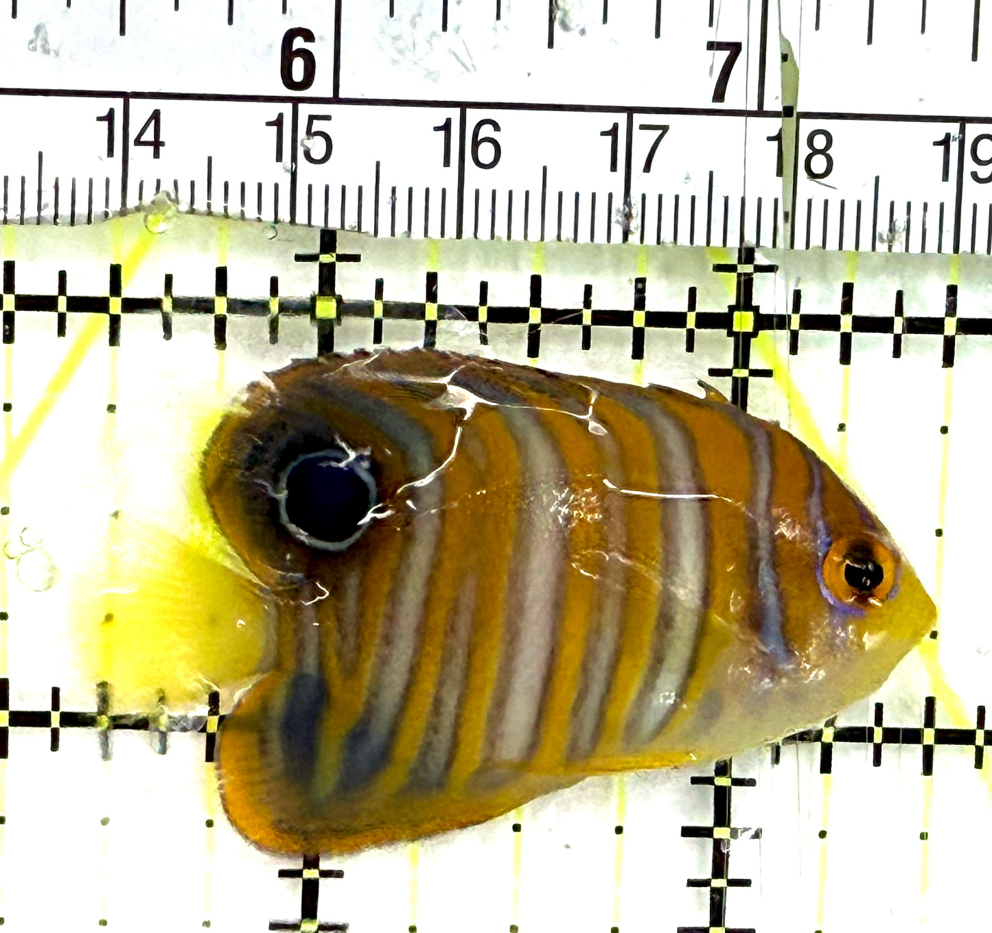Regal Angelfish RA082601 WYSIWYG Size: S 2" approx