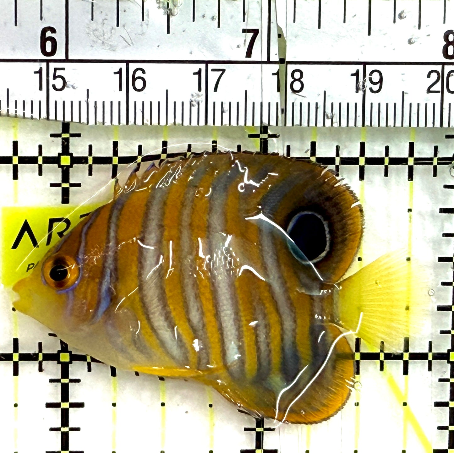 Regal Angelfish RA082601 WYSIWYG Size: S 2" approx
