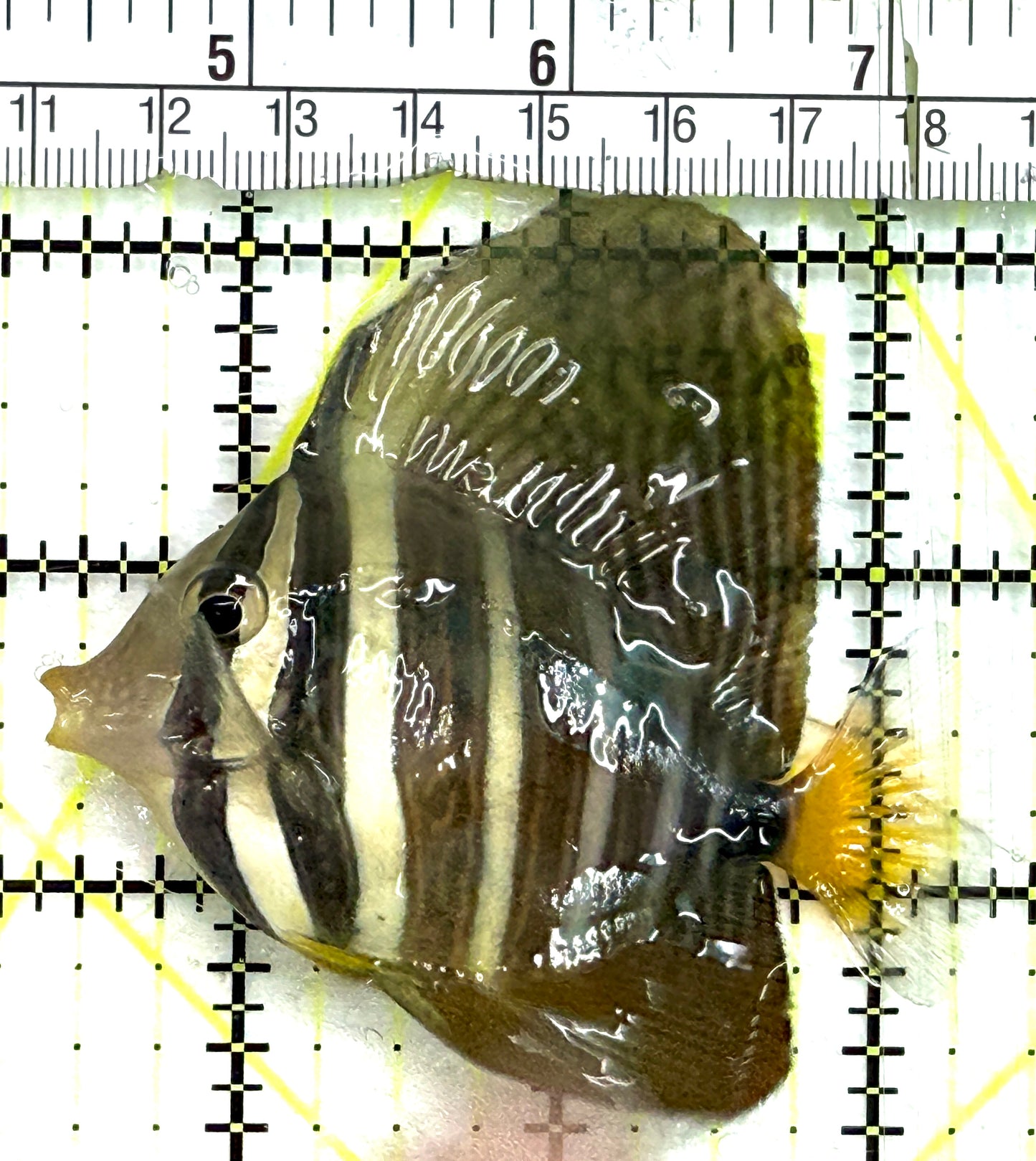 Sailfin Tang ST082601 WYSIWYG Size: SM 3" approx