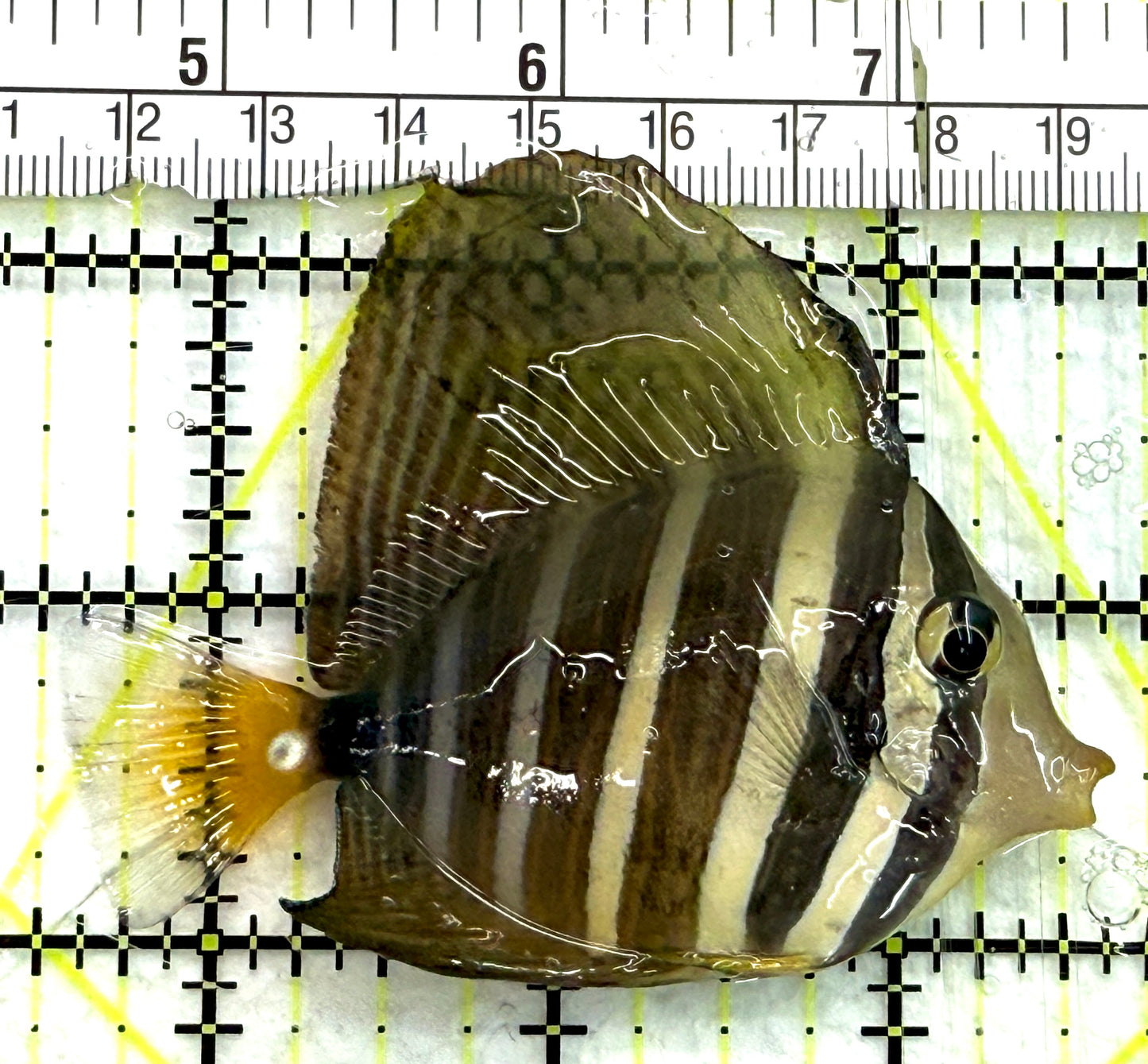 Sailfin Tang ST082601 WYSIWYG Size: SM 3" approx