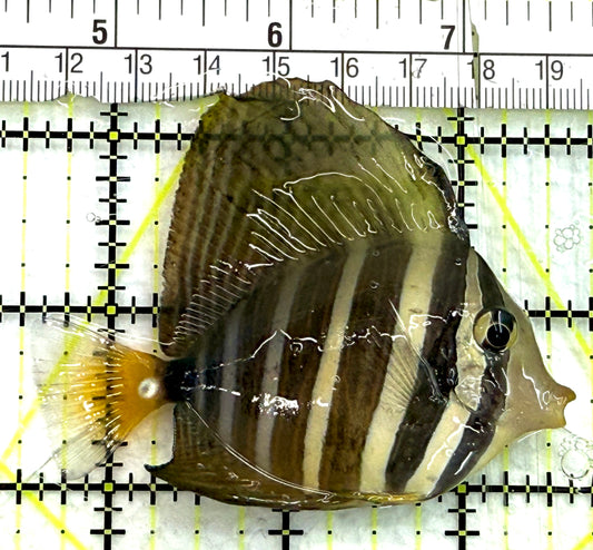 Sailfin Tang ST082601 WYSIWYG Size: SM 3" approx