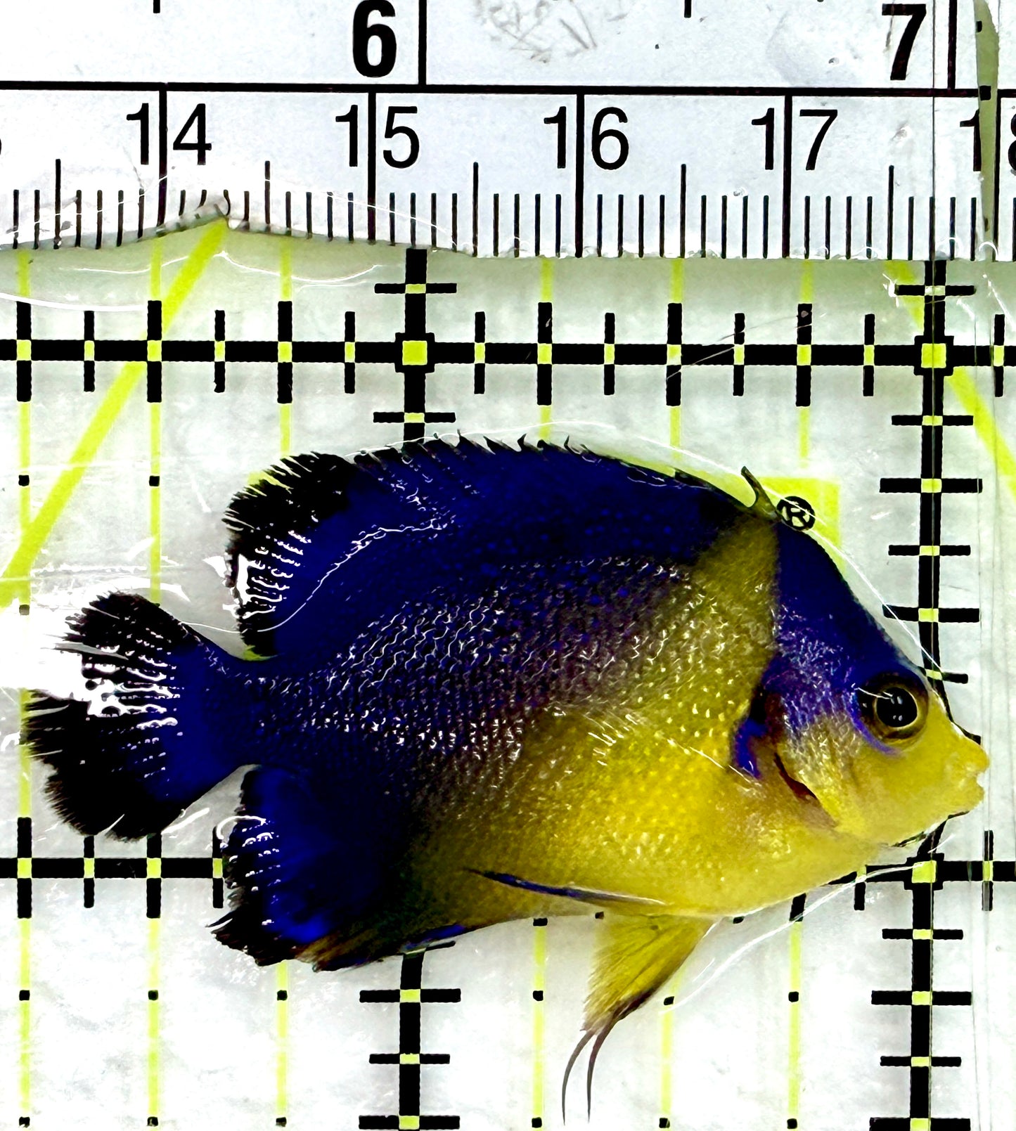 Venustus Angelfish VA082401 WYSIWYG Size: S 2"