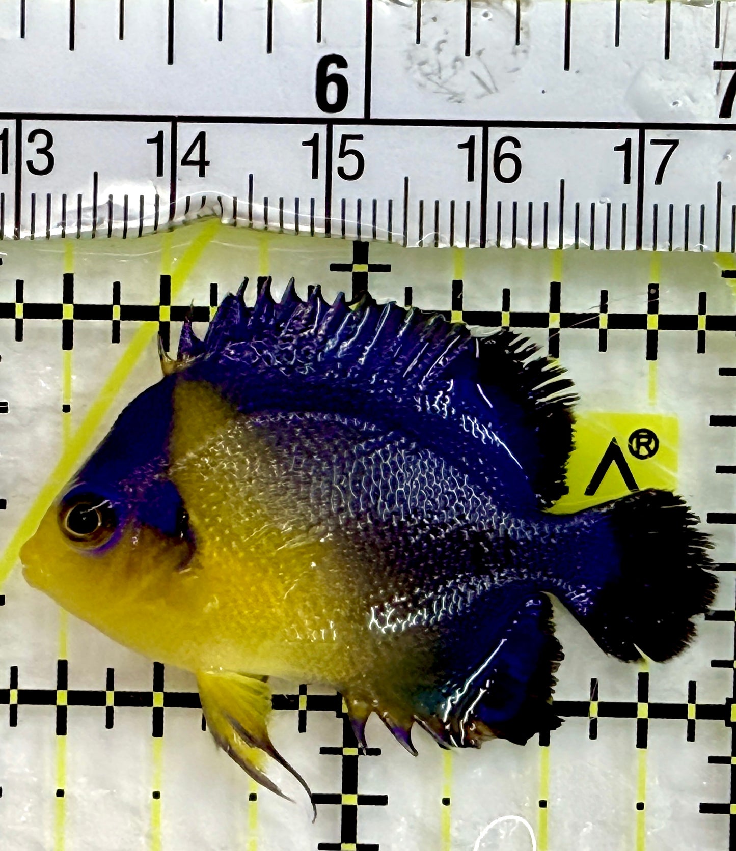 Venustus Angelfish VA082401 WYSIWYG Size: S 2"