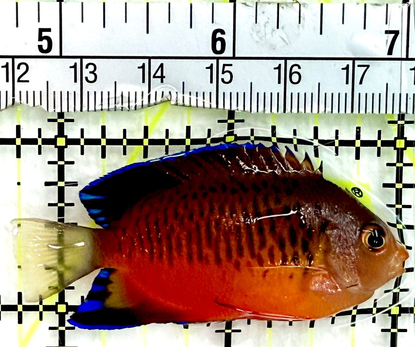 False Shepardi Angelfish (Hybrid of Flame and Rusty) FSA082401 WYSIWYG Size: M 2.25"
