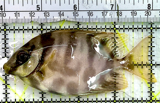 Golden Rabbitfish GR082401 WYSIWYG Size : M 4"